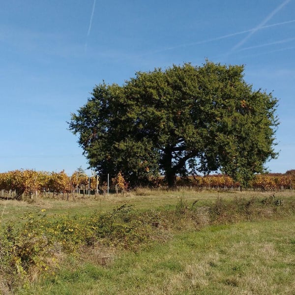 Ludivine & Vincent L'Amouller