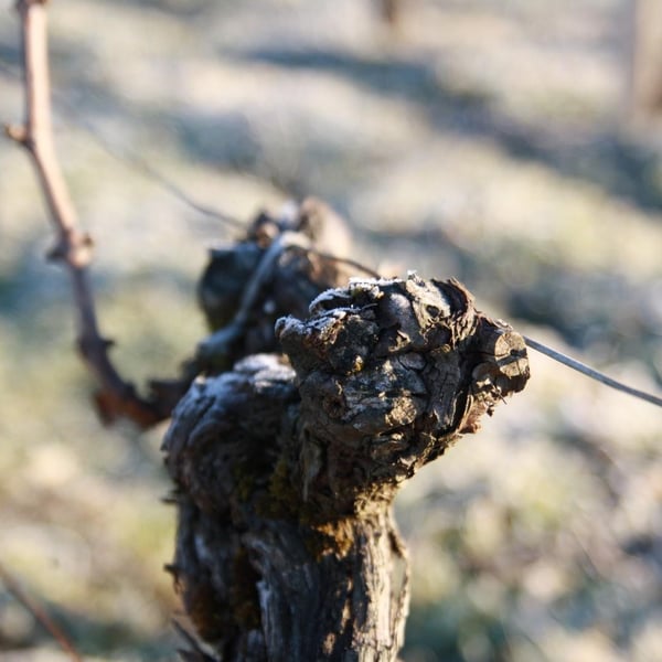 Ludivine & Vincent L'Amouller