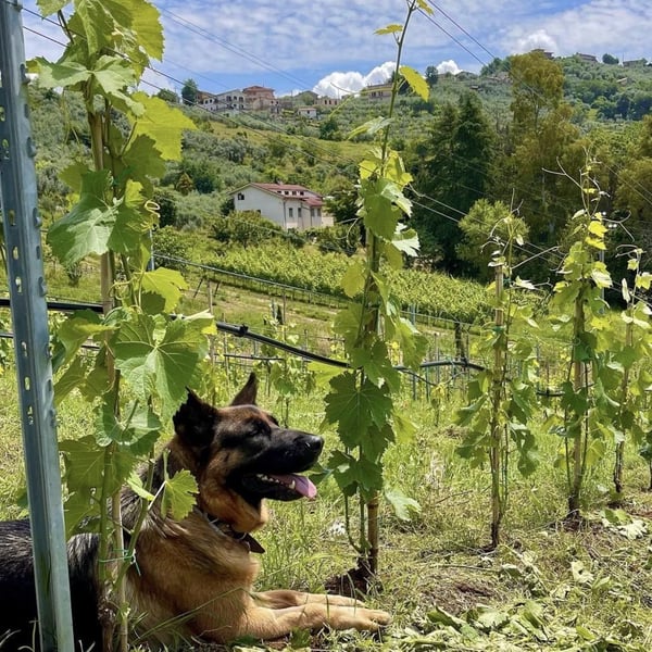 Donna Vittori - Borgo Agricolo - Maria Vittori
