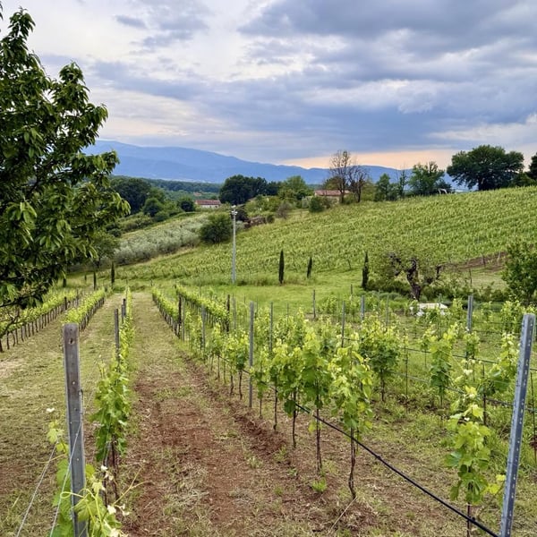 Donna Vittori - Borgo Agricolo - Maria Vittori