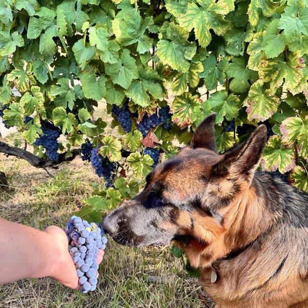 Donna Vittori - Borgo Agricolo - Maria Vittori