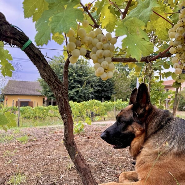 Donna Vittori - Borgo Agricolo - Maria Vittori