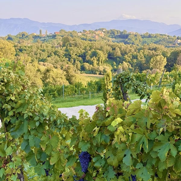 Donna Vittori - Borgo Agricolo - Maria Vittori