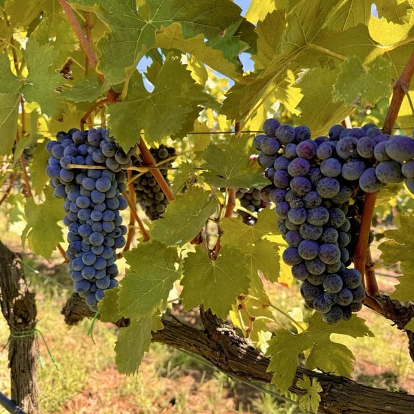 Donna Vittori - Borgo Agricolo - Maria Vittori