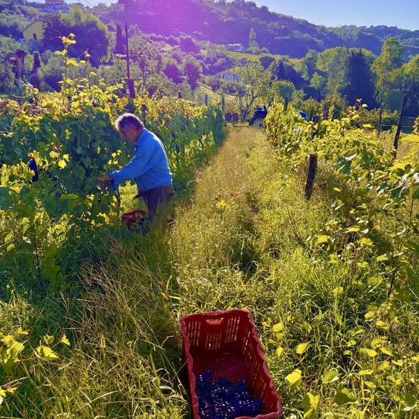 Donna Vittori - Borgo Agricolo - Maria Vittori