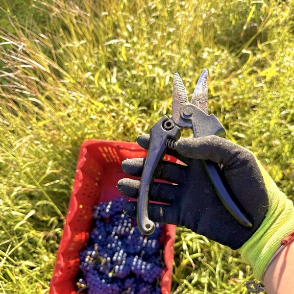 Donna Vittori - Borgo Agricolo - Maria Vittori