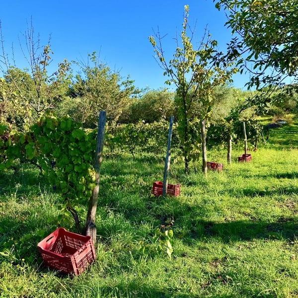 Donna Vittori - Borgo Agricolo - Maria Vittori