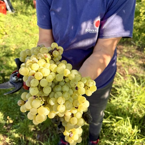 Donna Vittori - Borgo Agricolo - Maria Vittori