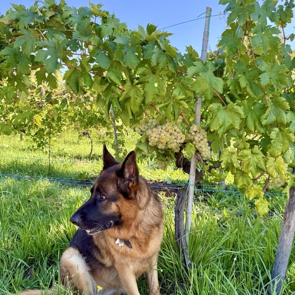 Donna Vittori - Borgo Agricolo - Maria Vittori