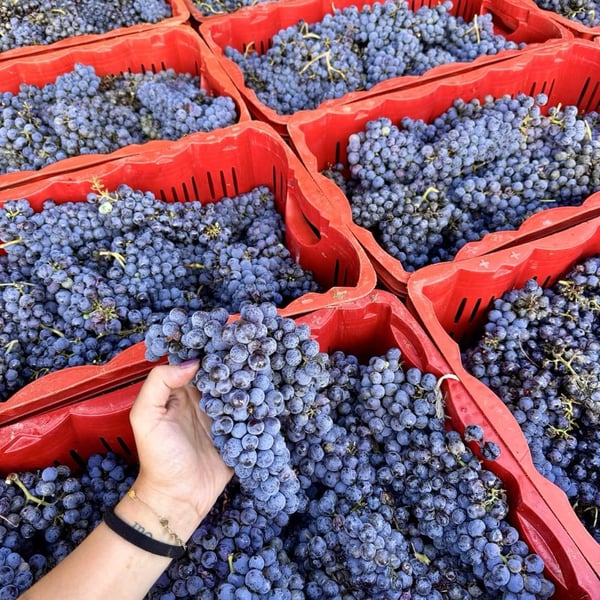 Donna Vittori - Borgo Agricolo - Maria Vittori