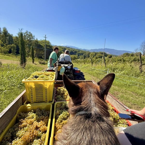 Donna Vittori - Borgo Agricolo - Maria Vittori