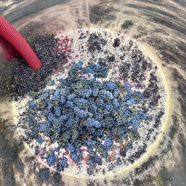 Donna Vittori - Borgo Agricolo - Maria Vittori