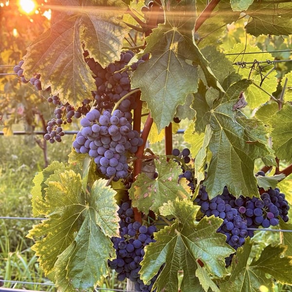 Donna Vittori - Borgo Agricolo - Maria Vittori