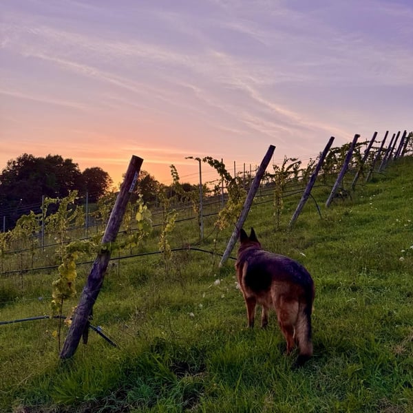 Donna Vittori - Borgo Agricolo - Maria Vittori