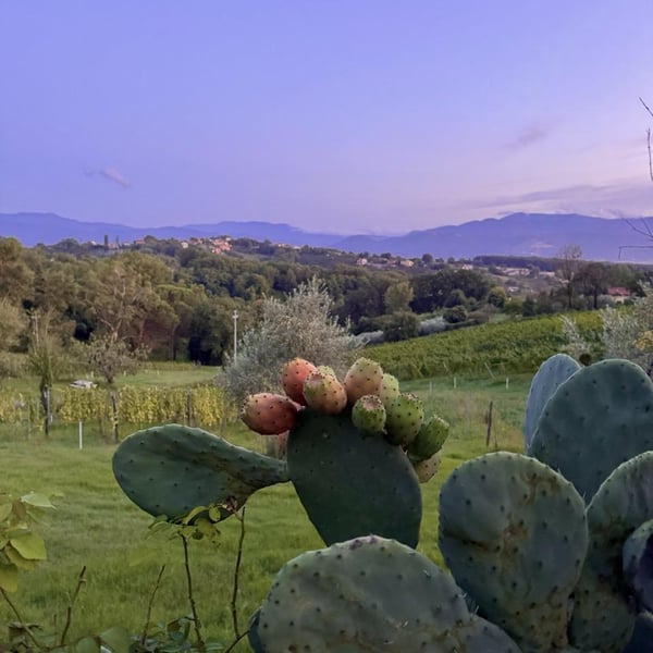 Donna Vittori - Borgo Agricolo - Maria Vittori