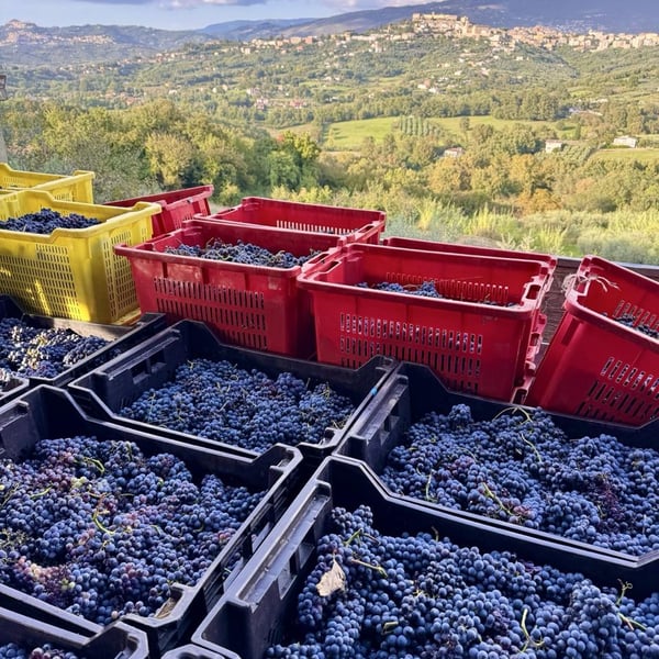 Donna Vittori - Borgo Agricolo - Maria Vittori