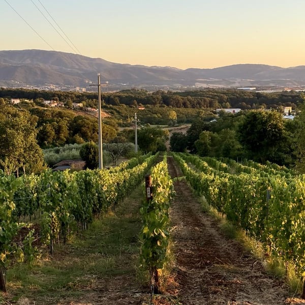 Donna Vittori - Borgo Agricolo - Maria Vittori
