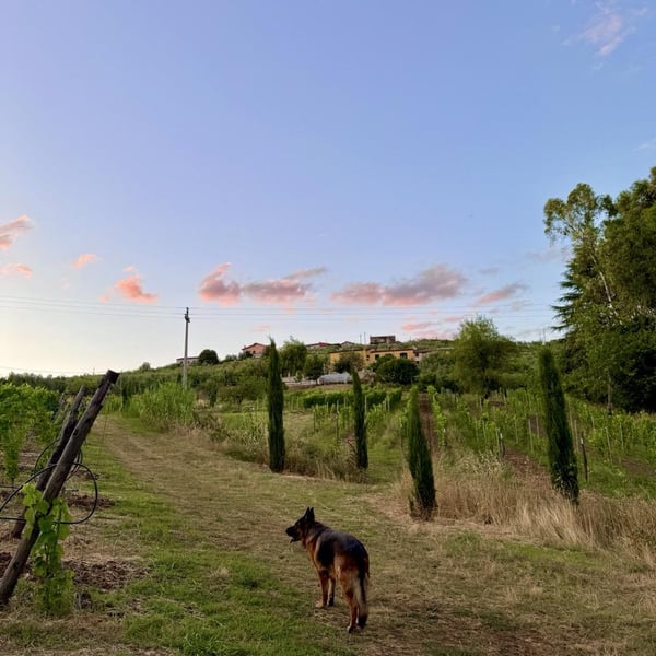 Donna Vittori - Borgo Agricolo - Maria Vittori