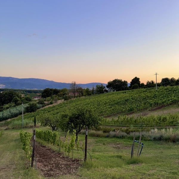 Donna Vittori - Borgo Agricolo - Maria Vittori