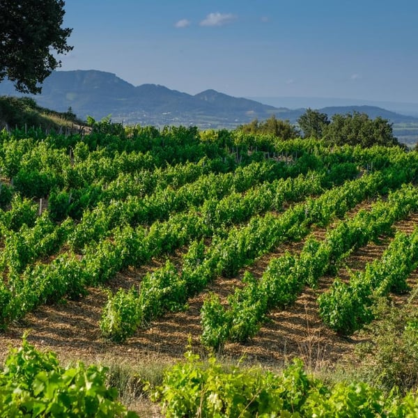 Domaine Marcel Richaud - Marcel Richaud