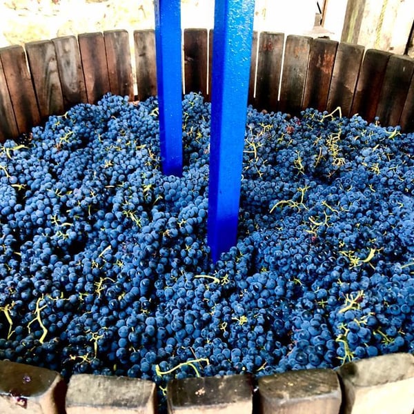 Marc Alexandre Sarot