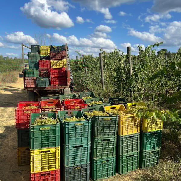 Atavica - Atavica Azienda Agricola