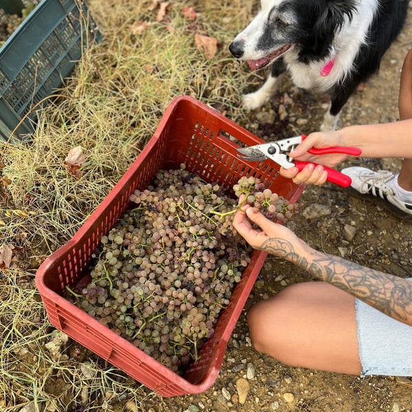 Atavica - Atavica Azienda Agricola