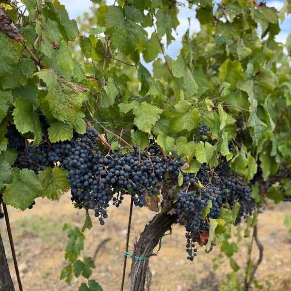 Atavica Azienda Agricola