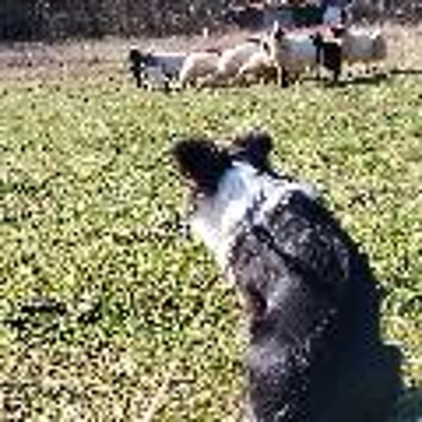 Santei Biodynamic Wines - Matej Bizjak & family