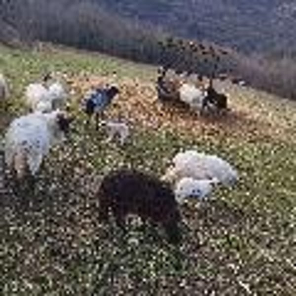 Santei Biodynamic Wines - Matej Bizjak & family