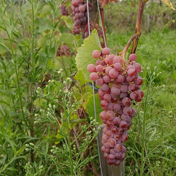 Les Rêves Oubliés - Nadia Beaune