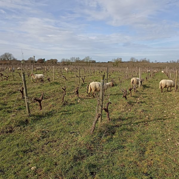 Nicolas Arnou - Nicolas Arnou