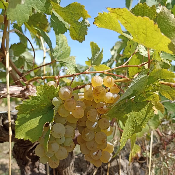 Nicolas Arnou - Nicolas Arnou