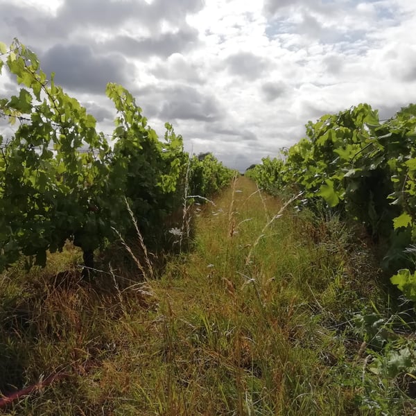 Nicolas Arnou - Nicolas Arnou