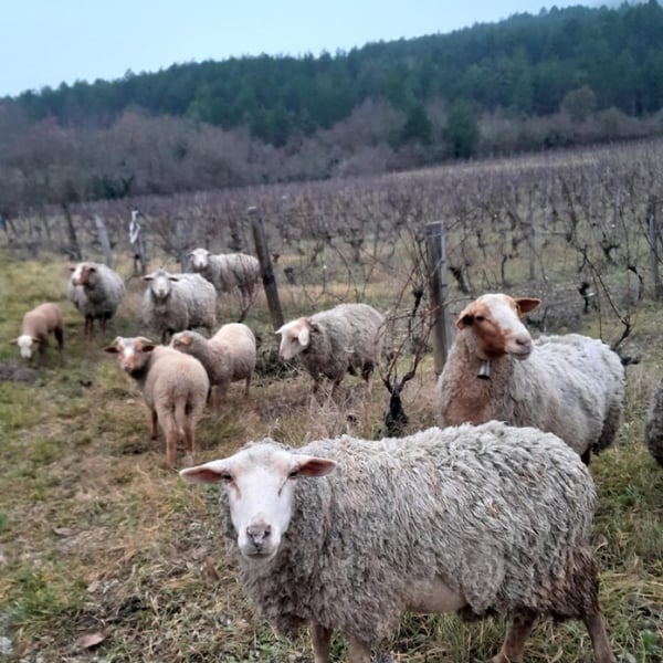 Domaine De L'Ubac - Nicolas Sinoir