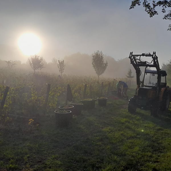 Domaine De L'Ubac - Nicolas Sinoir
