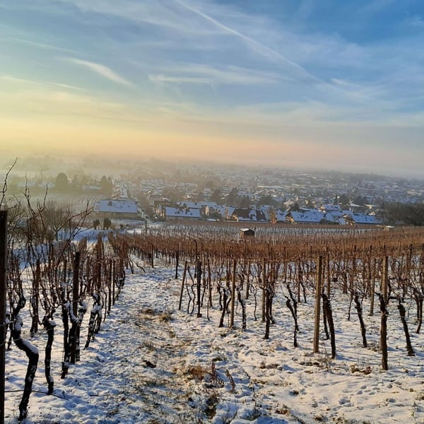 Chamäleon-Wein Konrad - Nora Konrad