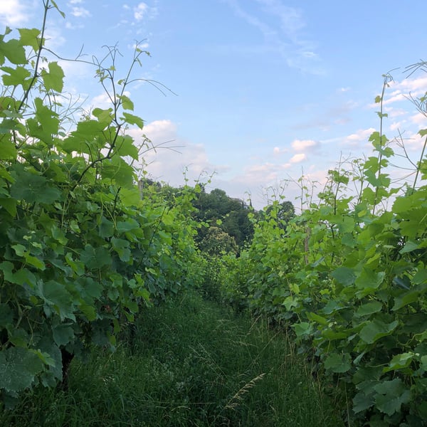 Domaine Pascal Treichler - Pascal Treichler