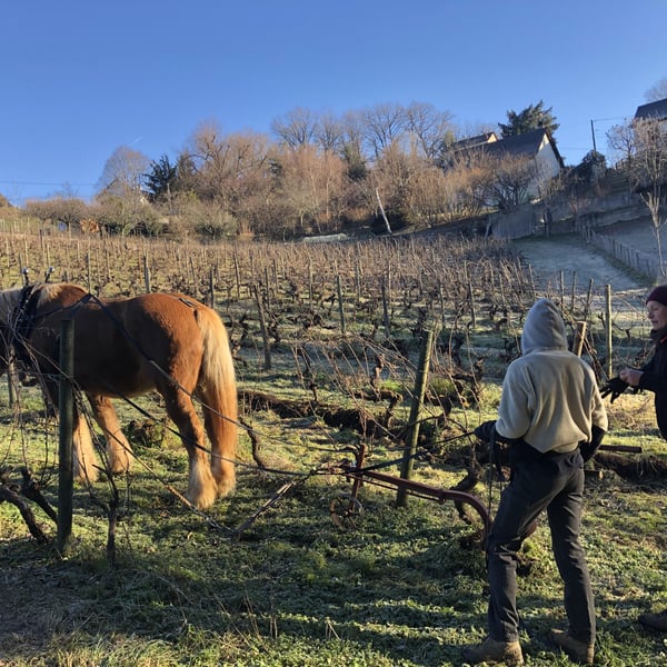 Domaine des Buis - Pauline Broqua