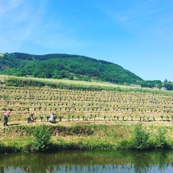 Domaine des Buis - Pauline Broqua