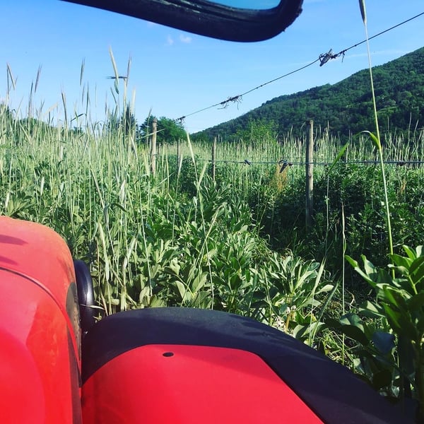 Domaine des Buis - Pauline Broqua