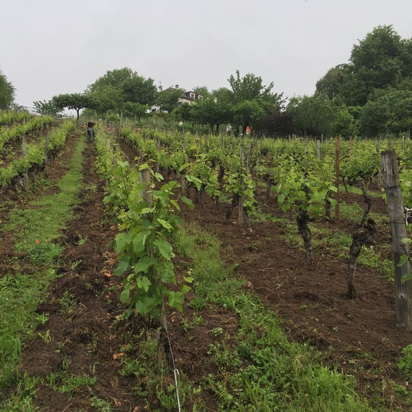 Domaine des Buis - Pauline Broqua