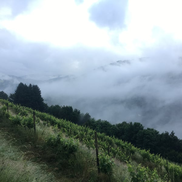 Domaine des Buis - Pauline Broqua