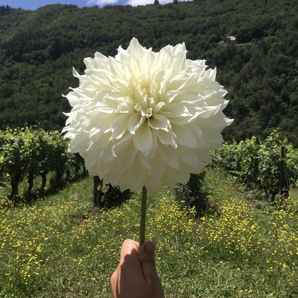 Domaine des Buis - Pauline Broqua