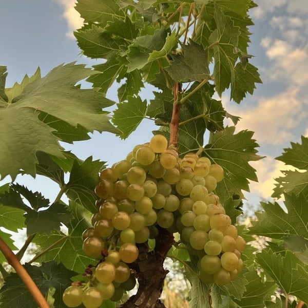 L'Âme Bleue - Perrine Loeuilleux & Alix Wineglass + Gypsy Queen