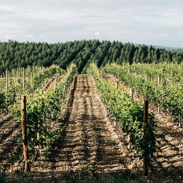 Pierre Caizergues & Antonin Bonnet