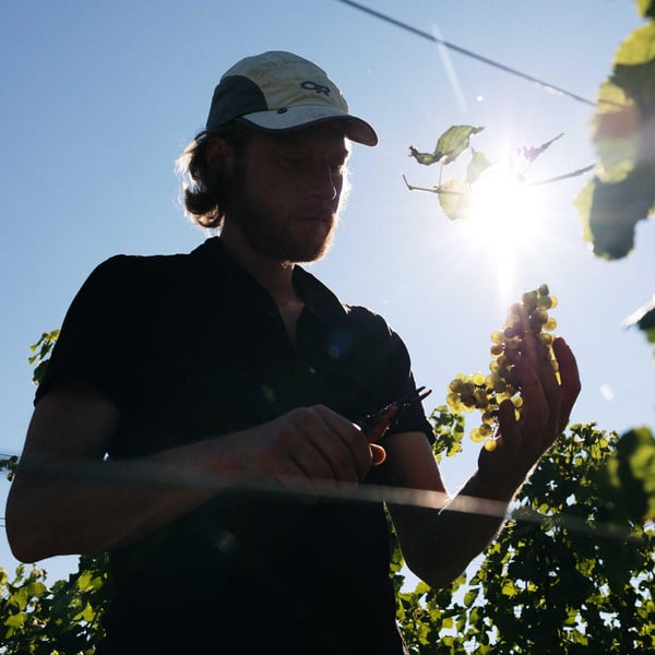Domaine de Cantalauze - Pierre-Olivier & Pauline Laurent