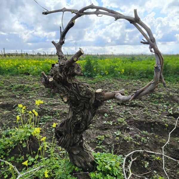 Salvatore & Gabriele Bertolino