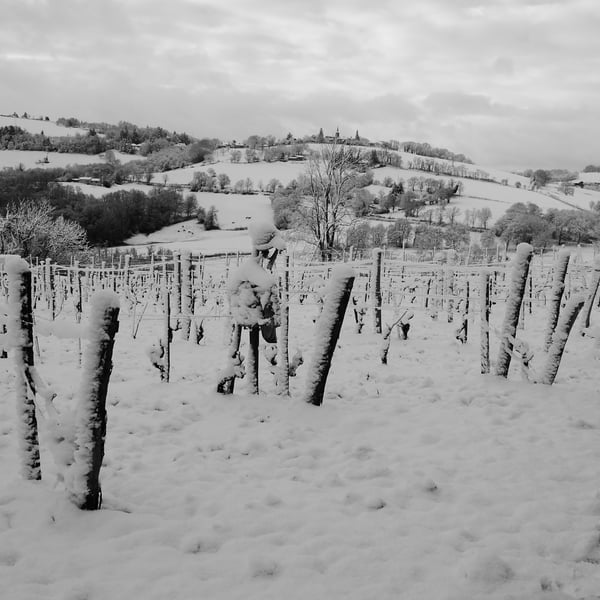 Les Orchidées Sauvages - Sébastien Lavaurs