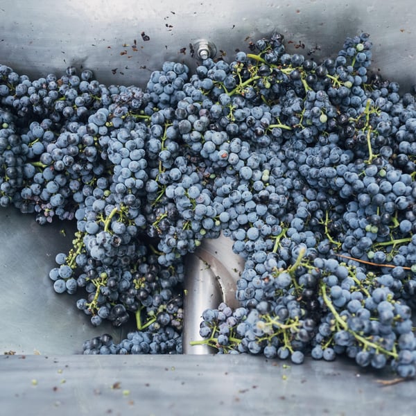 Podere Orto Trivium - Simona De Vecchis & Giuliano Salesi